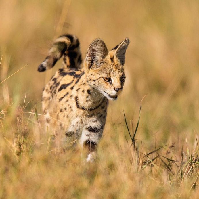 Amazing Wildlife Animals Portrait Photography by Jon Langeland