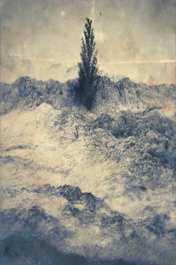 White Trees on the Behance Network #tree #cgi #landscape #illustration #vintage