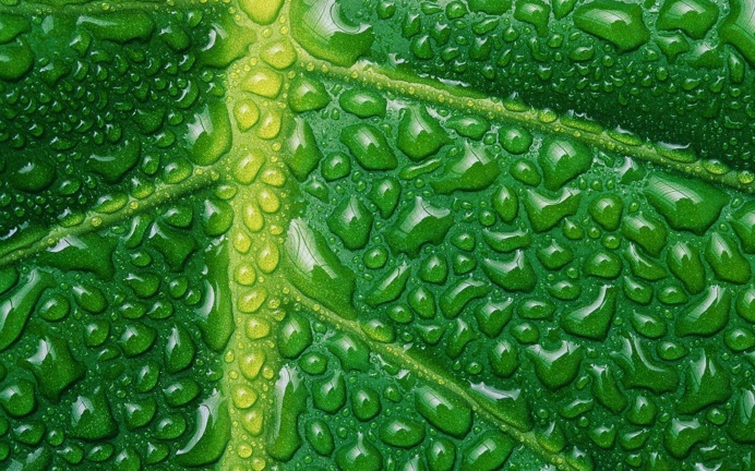 Water Drops on Leaf