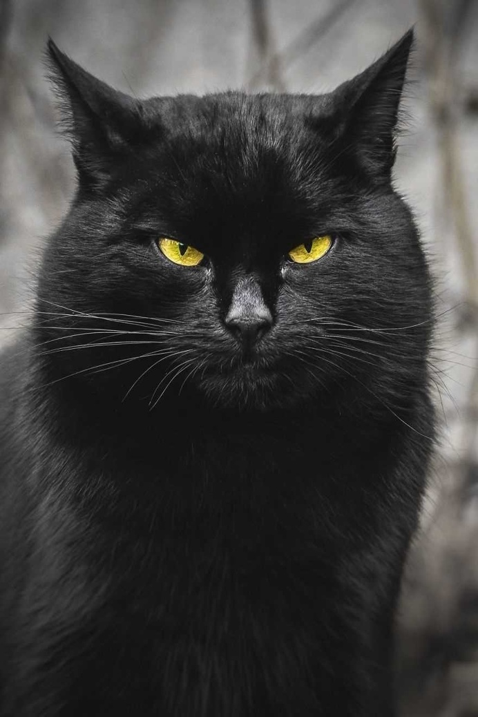 Gabriel Khiterer Captures Majestic Portraits of Stray Cats