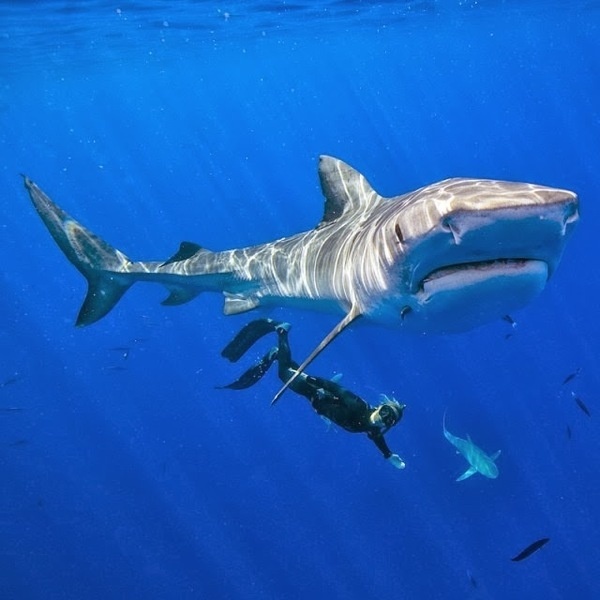 Instagram of Paul Nicklen #inspration #photography #art