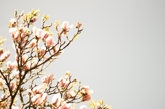 Artistic shot of magnolia tree, by Patrick Bloem #magnolia #tree #photography #nature #flower