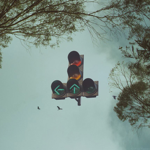 Beginning of the way. #birds #fly #manipulation #riazhassan