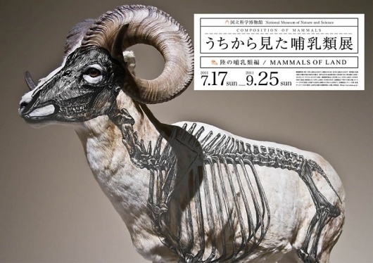 wataru yoshida: composition of mammals #yoshida #illustration #art #wataru