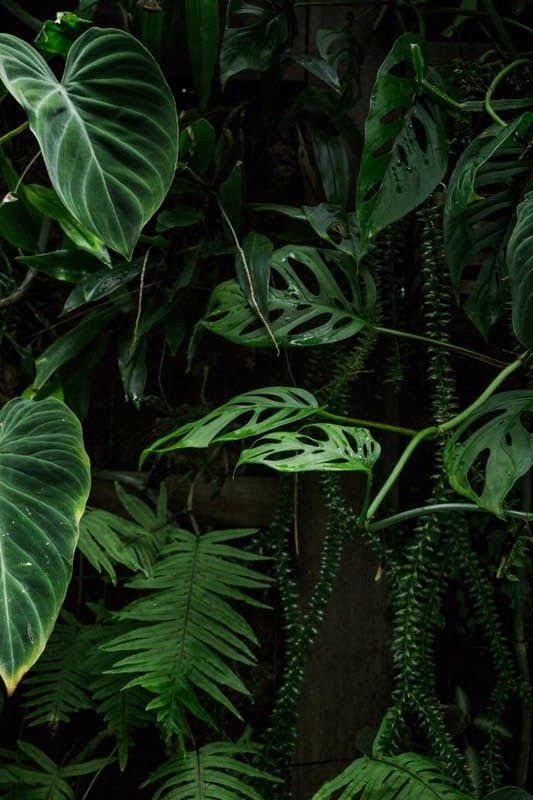 Leaves