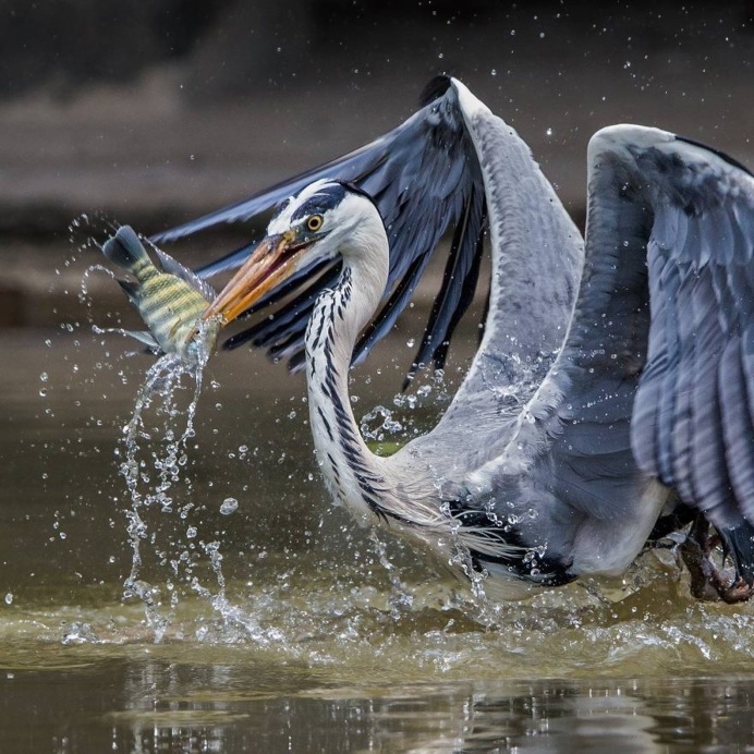 Amazing Bird Photography by Johnson Chua