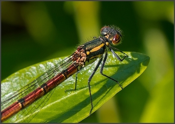 Macro Photography by Rob van der Waal | Professional Photography Blog #inspiration #photography #macro