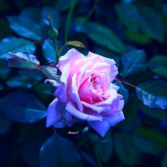 #total_roses: Beautiful Pictures of Roses by Kimi Sasa