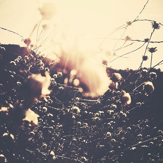 Plants and the morning Sun | Flickr - Photo Sharing! #b3po #plants #instagram #photography #landscapes #nature
