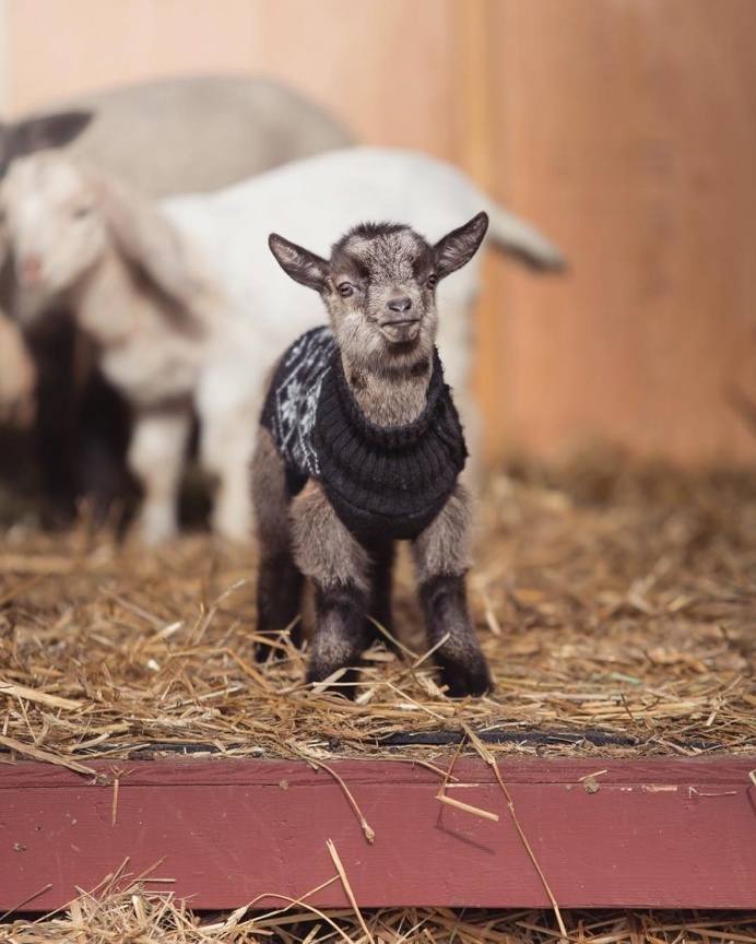 Animal Rights Photography: Sammantha Fisher Captures Amazing Animal Portraits