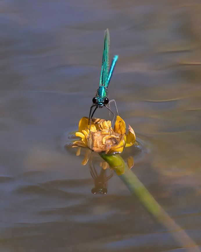 #macro_perfection: Macro Wildlife Photography by Franka Slothouber