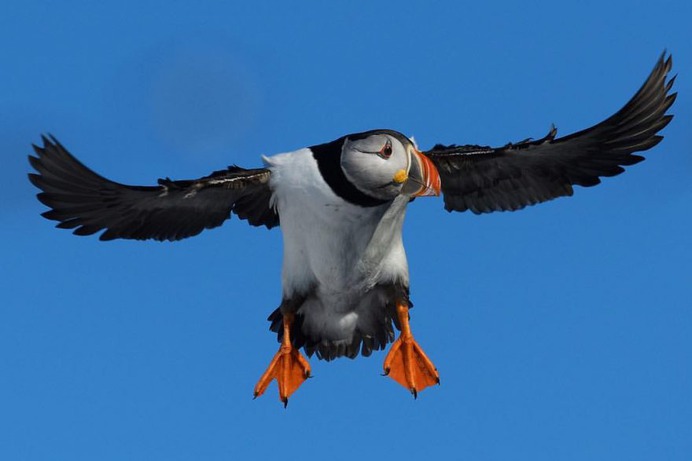 #kings_birds: Fascinating Bird Photography by Staffan Widstrand