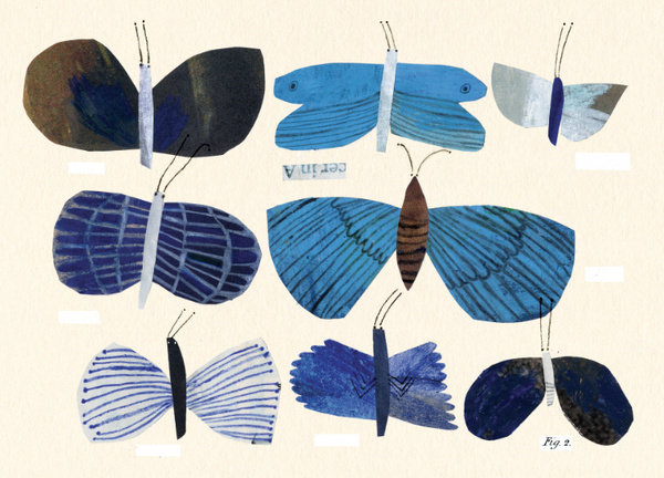 drawings + illustrations by Emma Lewis #illustration #butterfly