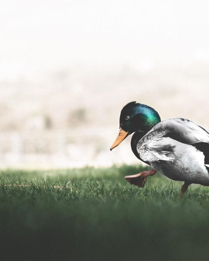 #folkscenery: Adorable Animal Portrait Photography by Douglas Fir