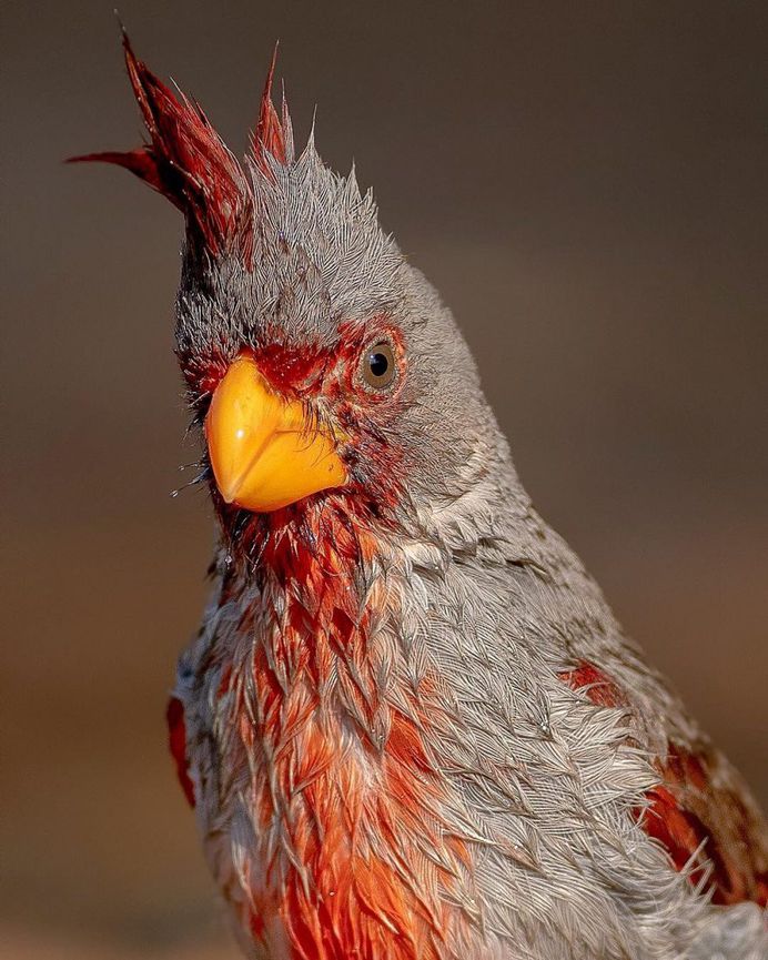 #your_best_birds: Fantastic Bird Photography by Abinash Dhal