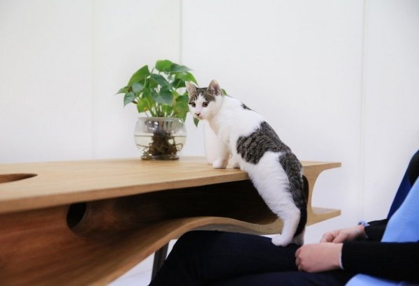 With CATable, a table for you and your cat, sharing your desk is fun as your cat busily explores the table while you work! #product #furniture #design #industrial