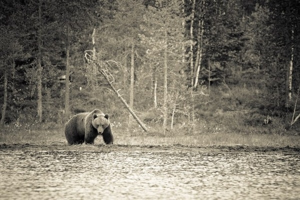 Animals Photography by Kimmo Savolainen #inspiration #photography #animal