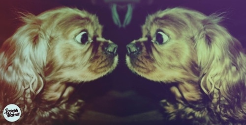 Joseph R Marritt #dogs