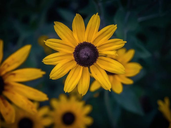 Breathtaking Flower Pictures by Photographer Matthew Busel