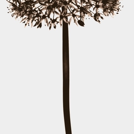 P09 #flower #photography