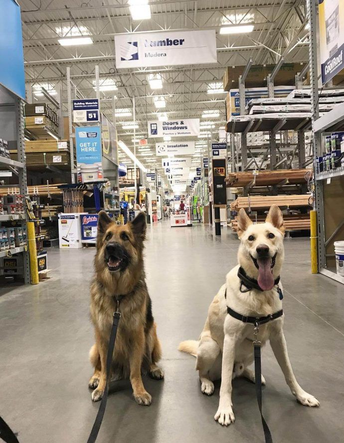 Most Dog Friendly Stores in America - Lowes