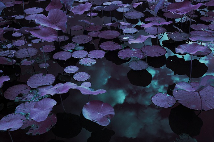 Venus Gardens VII Marilyn Mugot.jpg