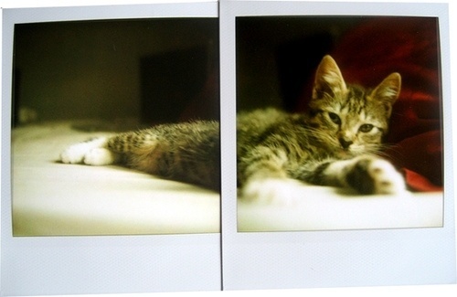 nermal | Flickr - Photo Sharing! #photo #collaboration #polaroid