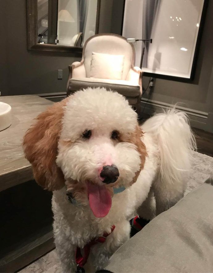 Most Dog Friendly Stores in America - Restoration Hardware