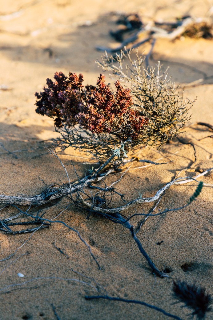 Carrapateira Portugal Desert Flowers