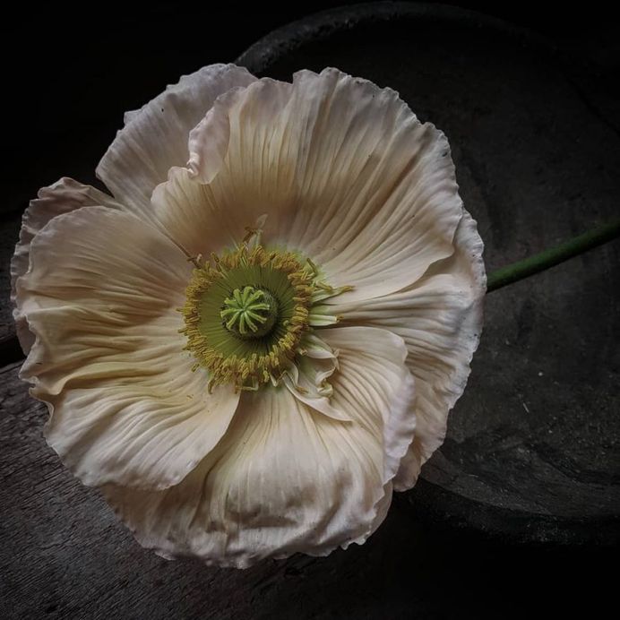 Papaver Flower Picture