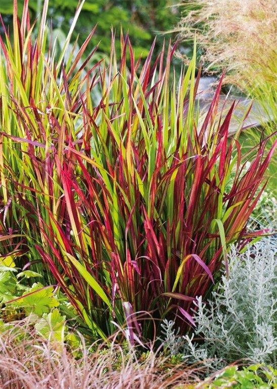 Imperata 'Red Baron' (Imperata cylindrica) Sadzonki - Bilscy.info