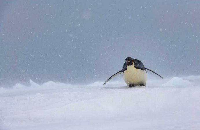 Franka Slothouber Captures The Emperor Penguin Colony in Antarctica