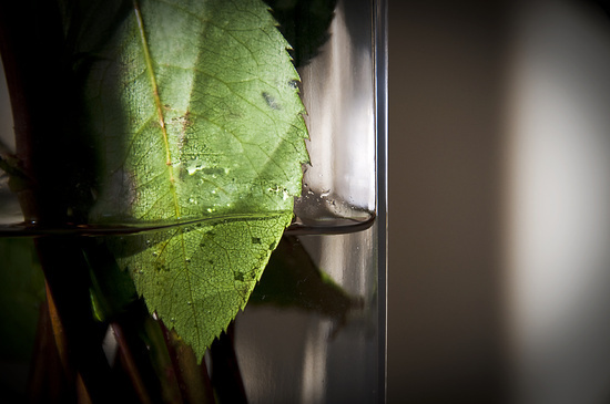 Leaf #nature
