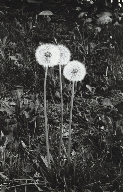 guardo le figure #white #35mm #black #photography #dandelion #and #flowers