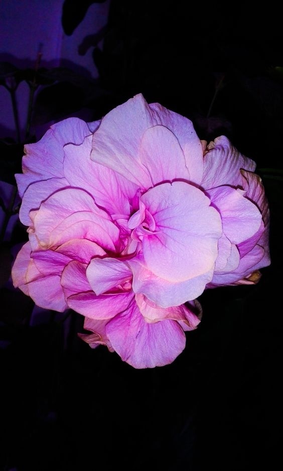Purple Flower #purple #flowers #Rose #nature #macro #beautiful