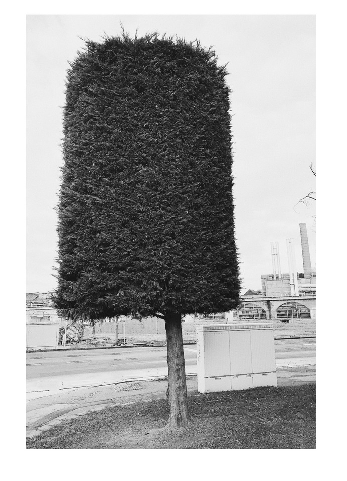 #urban #tree PHOTOGRAPHIE © [ catrin mackowski ]