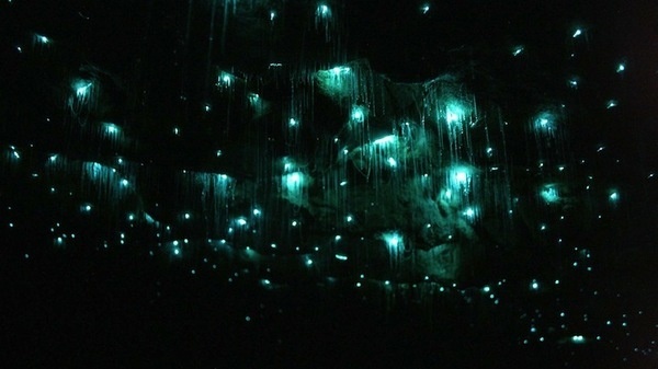 CJWHO ™ (Luminescent Glowworms Illuminate Caves in New...) #amazing #worms #design #illuminate #nature #glow #science