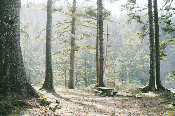 oswald west oregon #hiking #photography #camping #oregon
