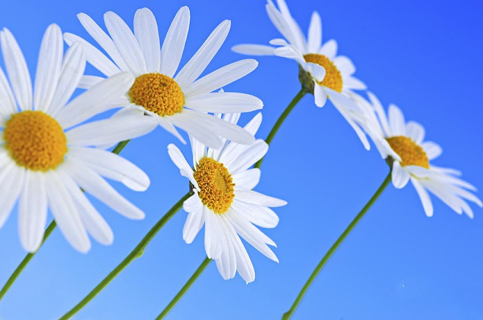 daisy painting & daisy paint by number #painting