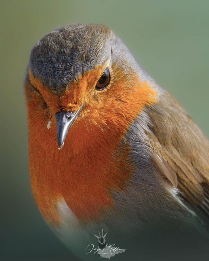#birds_adored: Wonderful Birds Photography by Diego Maffina