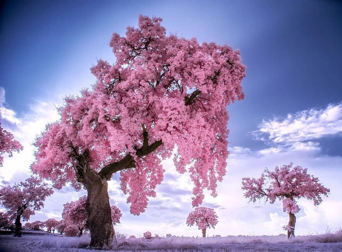 Beautiful Infrared Landscape Photography by Marta Borreguero