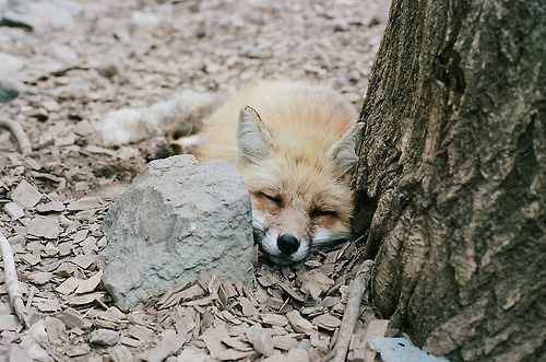 gothtabor: <3 #fox #tree #sleep #calm #photography #ears #nature #forest #animal #rest