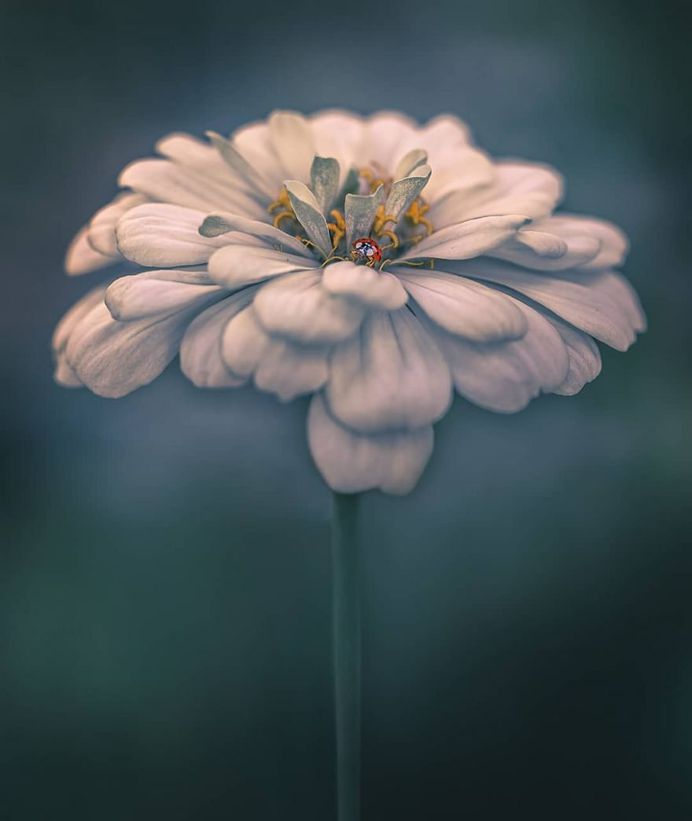 #splendid_flowers: Fantastic Flowers Photography by Elena Shavlovska