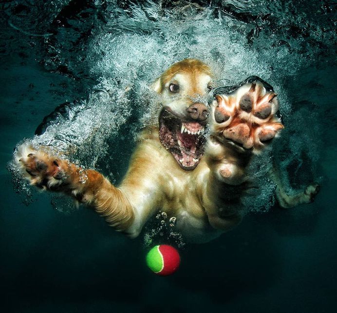 Uderwater Dogs: Creative and Playful Photography by Seth Casteel