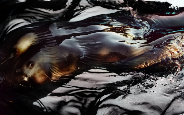 Sylve Colless | PICDIT #photo #photography