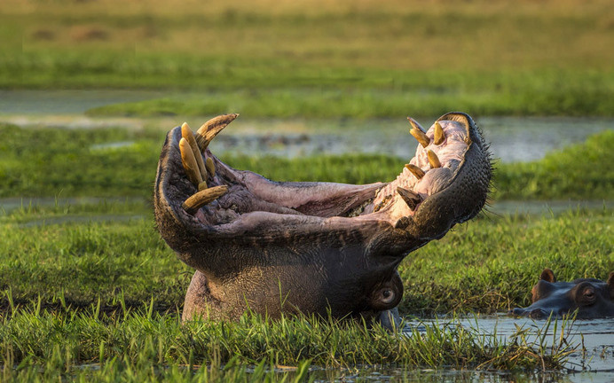 A hippo yawns in the Chobe National Park in Mozambique #teeth #beast #africa #swamp #hippo #jaws #photography #yawn #massive #animal #scary