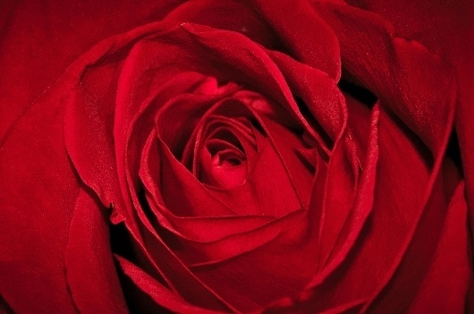 Егор Федоров #red #photo #rose #egorfedorov #photography #flowers