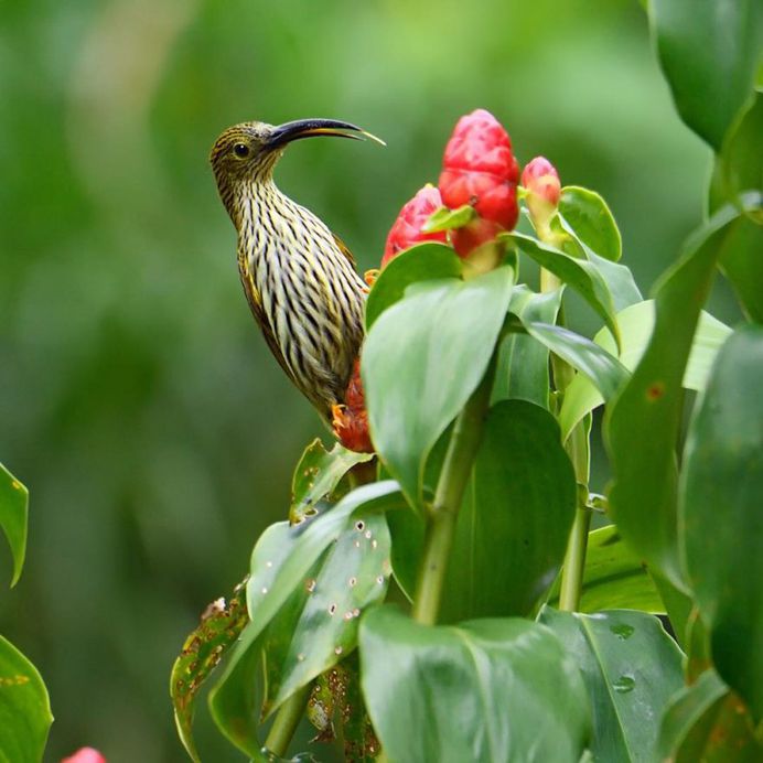 #birdsofinstagram: Beautiful Birds Photography by Rathika Ramasamy