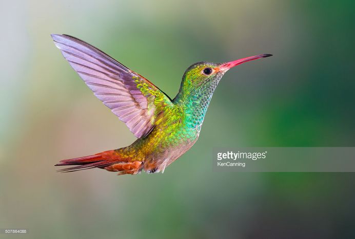 Hummingbird , Rufous-tailed : Stock Photo