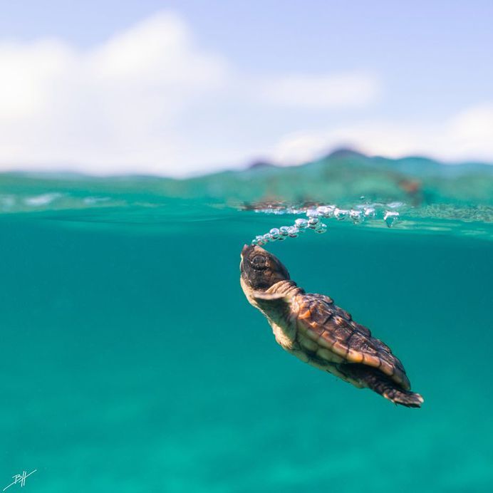 Striking Underwater Photography by Ben Hicks